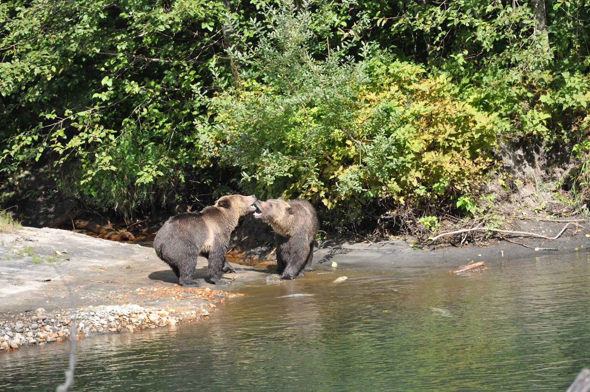 coastal cruises conservation