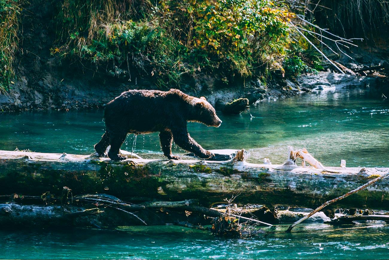 coastal cruises commercial bear viewing